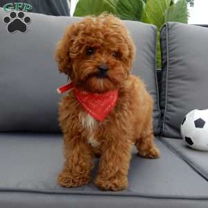 Benji, Cavapoo Puppy